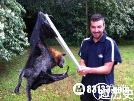 巨型蝙蝠貌似巨大的吸血鬼 毛骨悚然