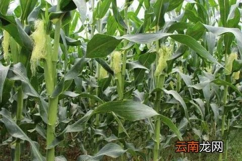 干旱地区种什么好