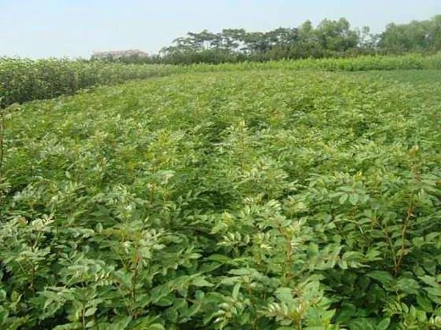 种花椒前景如何?