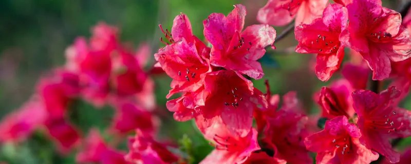 杜鹃花什么时候开 杜鹃花的开花时间