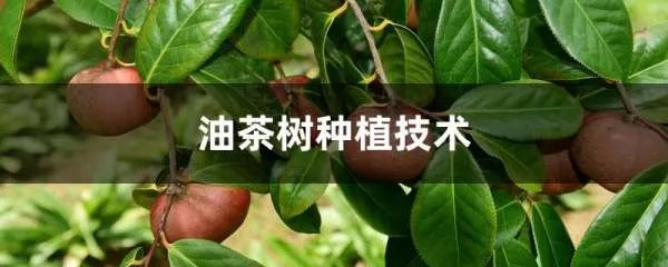油茶树盛产期单株的产量大概是多少斤?