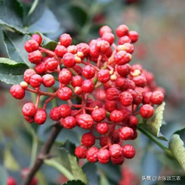 种花椒前景如何?