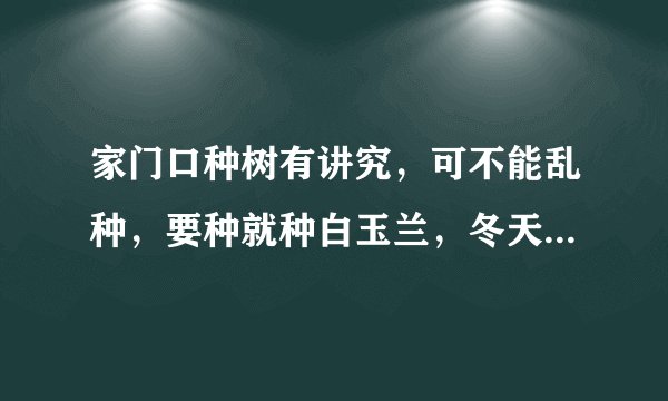 家门口种树有讲究，可不能乱种，要种就种白玉兰，冬天白花开满树