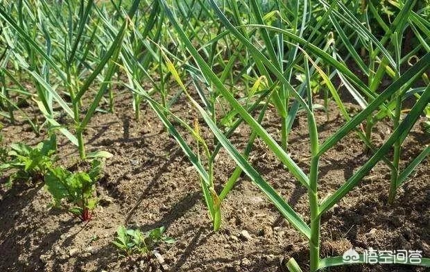 大蒜种植用什么肥料？