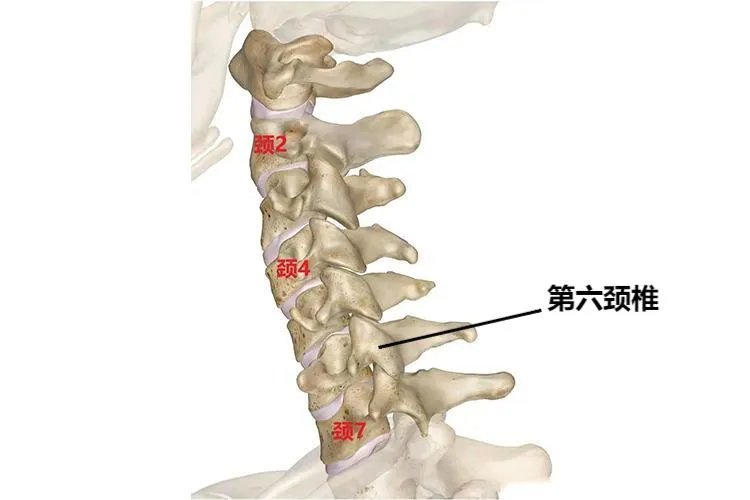第六颈椎位置图片