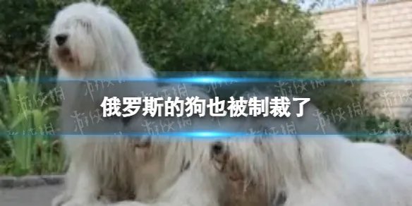 俄罗斯的狗也被制裁了 俄罗斯狗制裁介绍