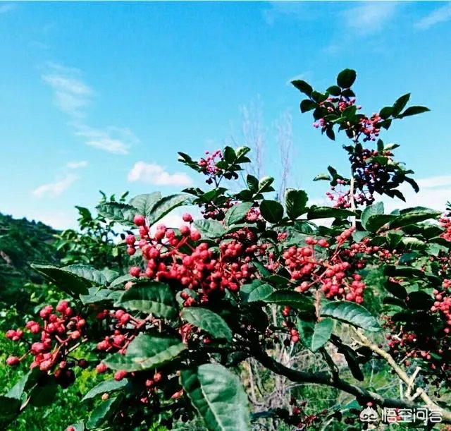 种花椒前景如何?