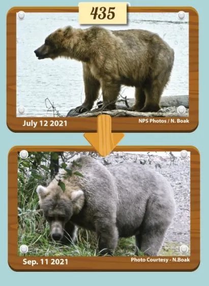 美国动物园举办“胖熊”比赛 冬眠前后对比照惊人