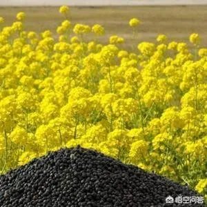 今年湖北油菜籽收的价格大概多少?