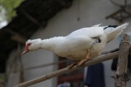 赶鸭子上架的意思是什么？