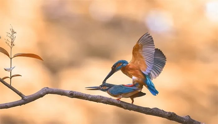 哪些是益鸟 益鸟有哪些