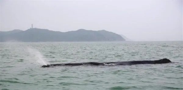 抹香鲸被渔网困住，为何人类解救了整整一天仍未成功？