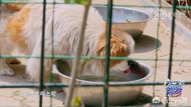 邓莎家的大麟子你们喜欢吗？