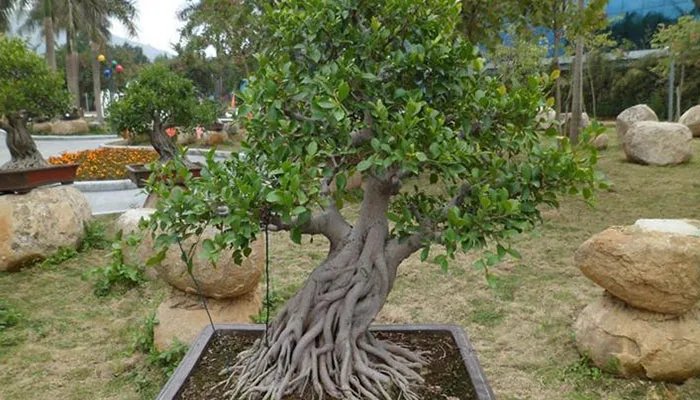 绿色植物的作用