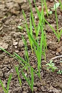 大蒜种植用什么肥料？