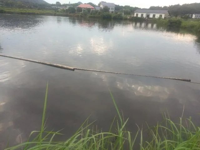 雨后池塘水浑浊怎么处理？