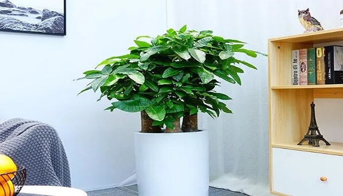 发财树叶子发黄怎么办? 发财树发黄的处理办法