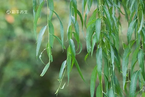 柳叶茶的功效与作用