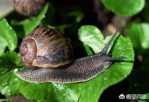 世界上牙齿最多的动物是什么？