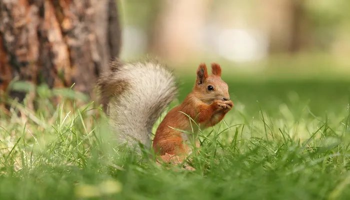 松鼠的尾巴可以起到什么作用