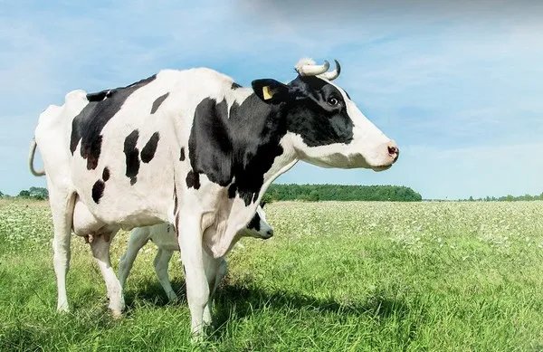 金领冠珍护奶粉怎么样