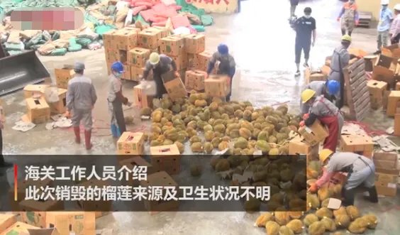 49吨榴莲为何会被销毁成有机肥？