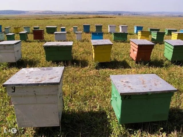 种花椒前景如何?