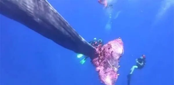 抹香鲸被渔网困住，为何人类解救了整整一天仍未成功？