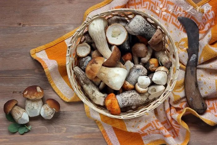 红没药醇有依赖性吗