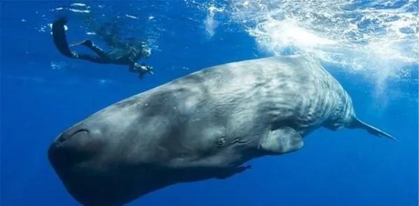 抹香鲸被渔网困住，为何人类解救了整整一天仍未成功？