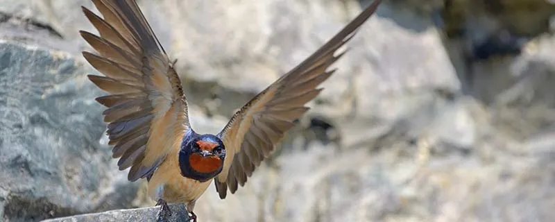 旧时王谢堂前燕的下一句 旧时王谢堂前燕下一句