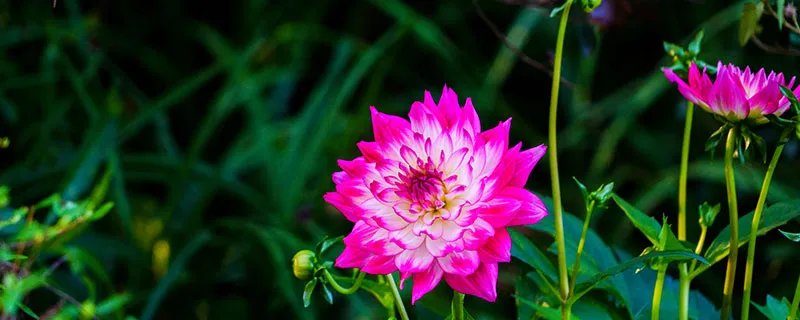 大丽花花语 大丽花的花语