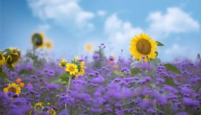 葵花籽是向日葵的果实还是种子