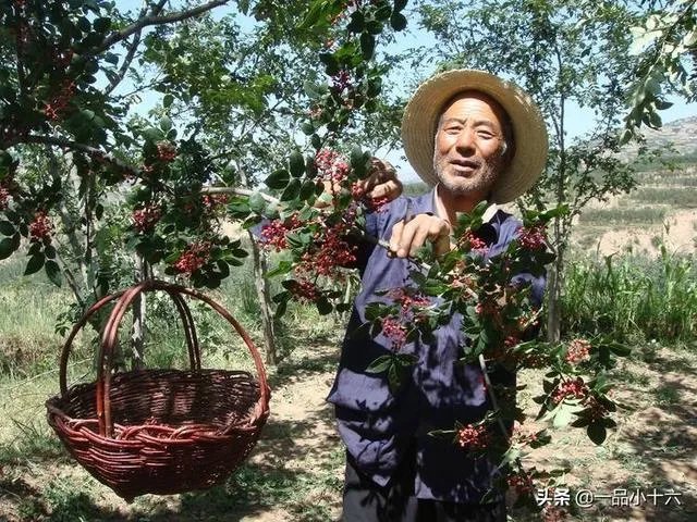 种花椒前景如何?