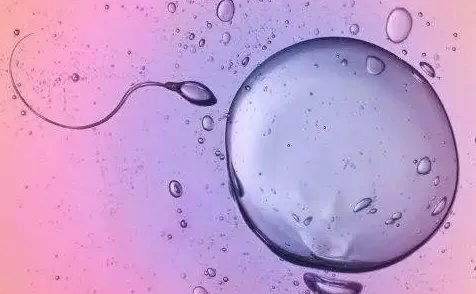 试管取卵费用一般用多少钱-捐卵和捐精需要多少钱？