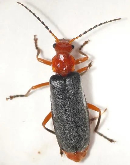 各种益虫大全图片？