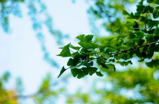 关于夏至的唯美句子