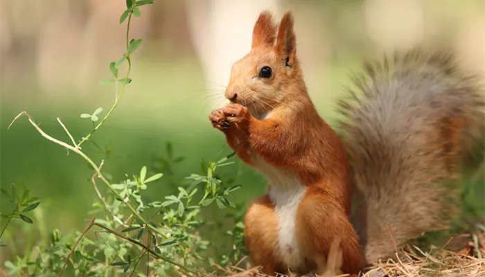 松鼠的特点 松鼠的特点有哪些