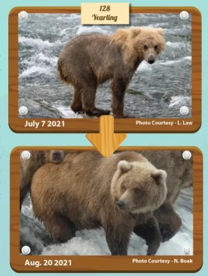 美国动物园举办“胖熊”比赛 冬眠前后对比照惊人