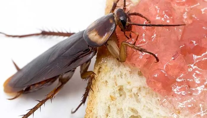 蟑螂吃什么 蟑螂吃什么东西