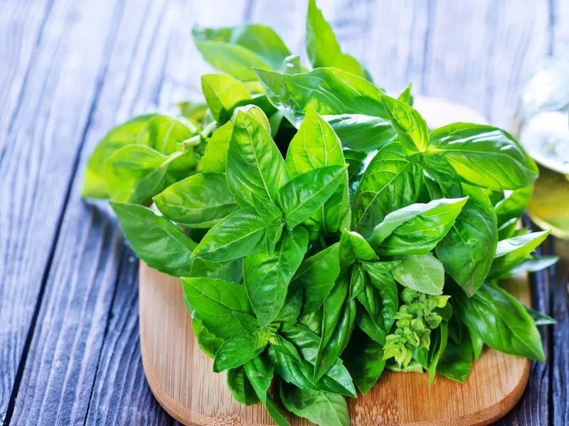 麦冬泡水的功效