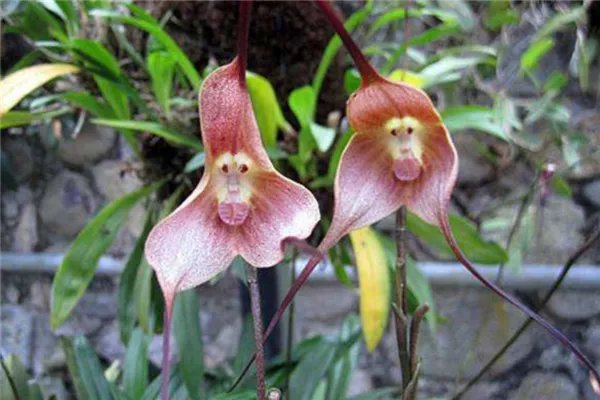 世界上最神秘的花排行榜 幽灵兰花上榜第四长相恐怖