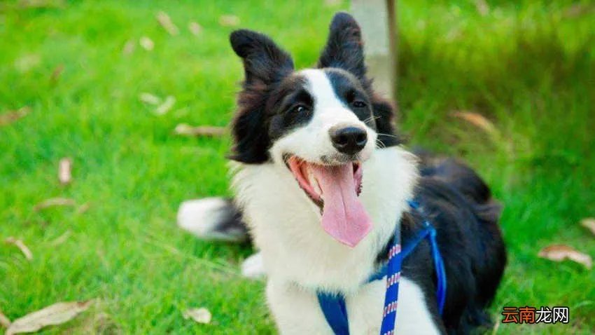 哪里有卖边境牧羊犬