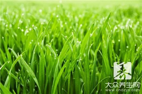 常见的桑树叶，药用功能这么多