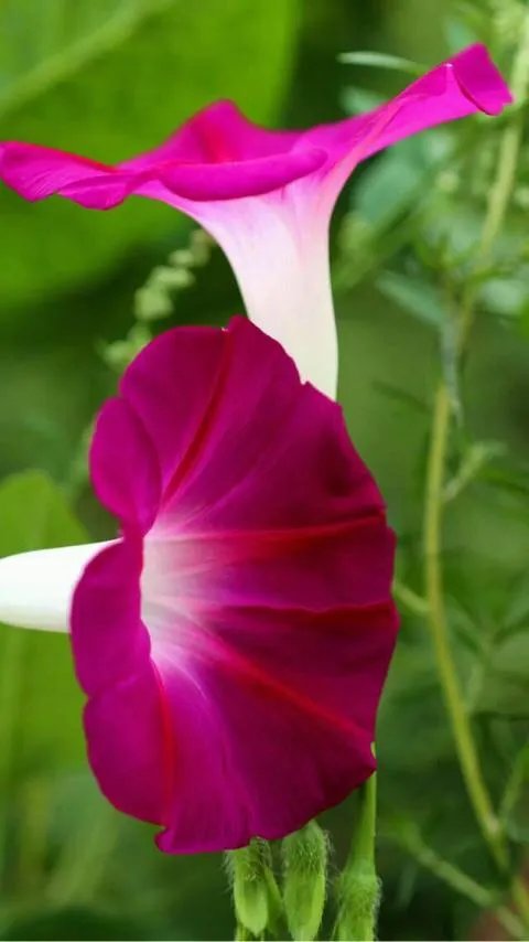 对联：月落和尚青山去，下联如何对？