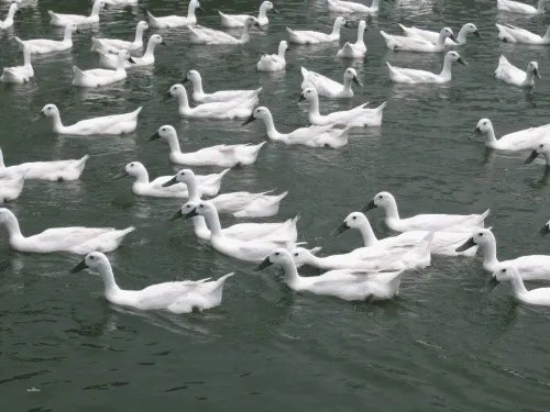 1＋1等于几？为什么？