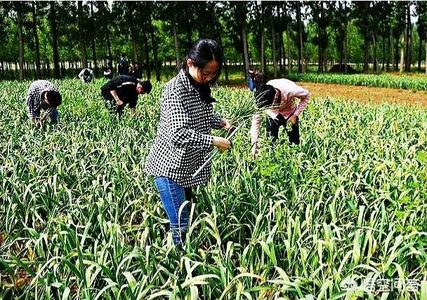 大蒜种植用什么肥料？