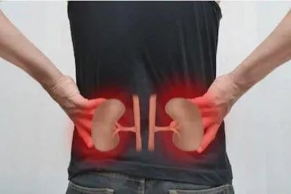 人体肾的位置图背面看