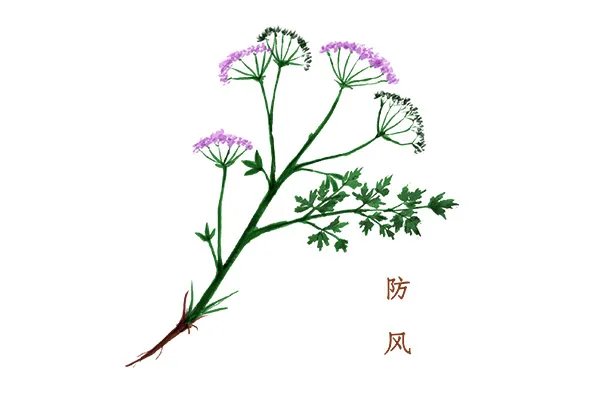 防风功效与作用