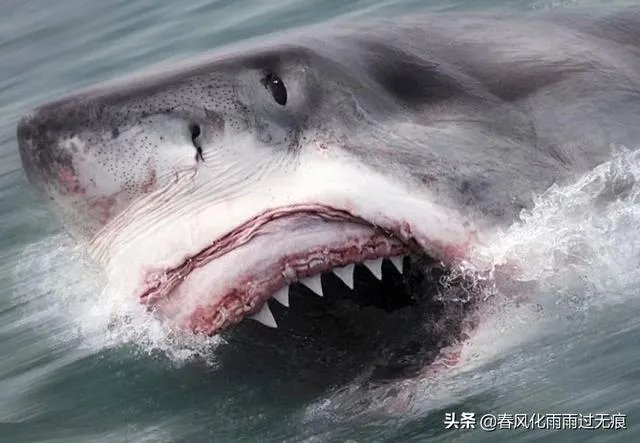 世界上牙齿最多的动物是什么？